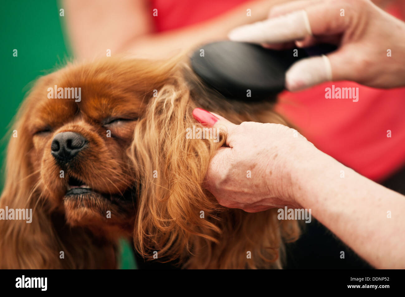 Dog Being Brushed Stock Photo Alamy