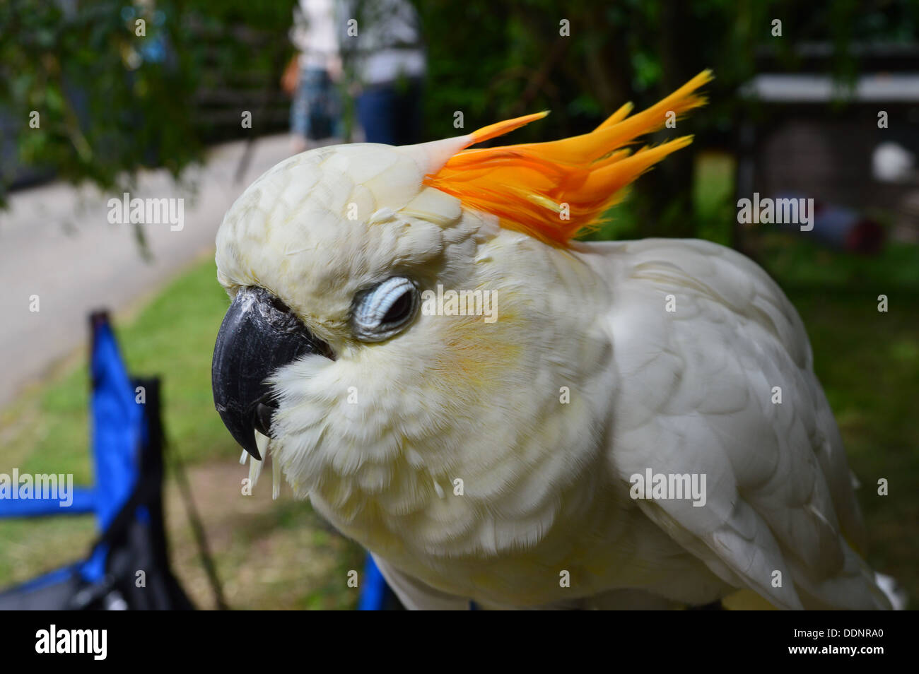 citron crested cockatoo Stock Photo