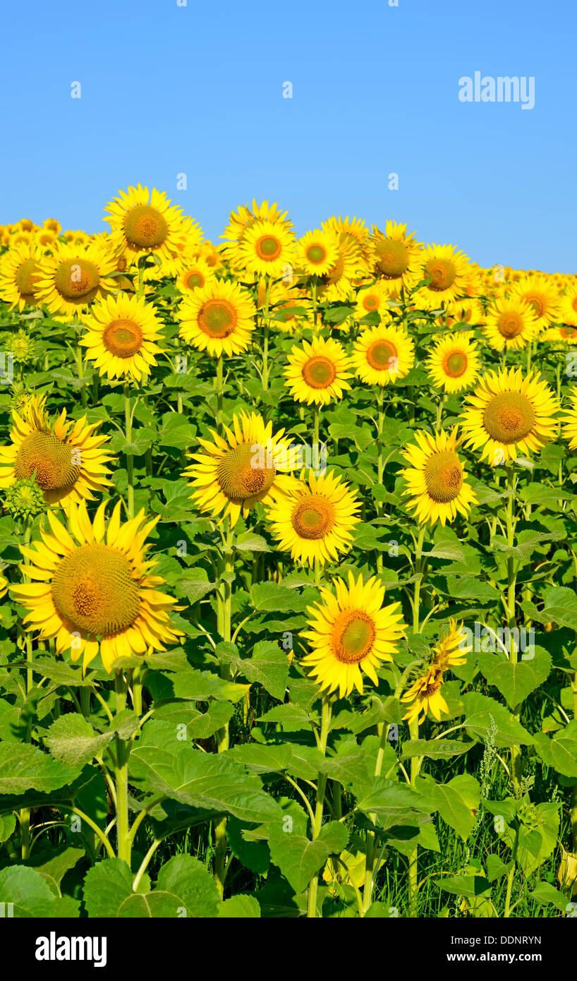 A beautiful sunflower field Stock Photo - Alamy