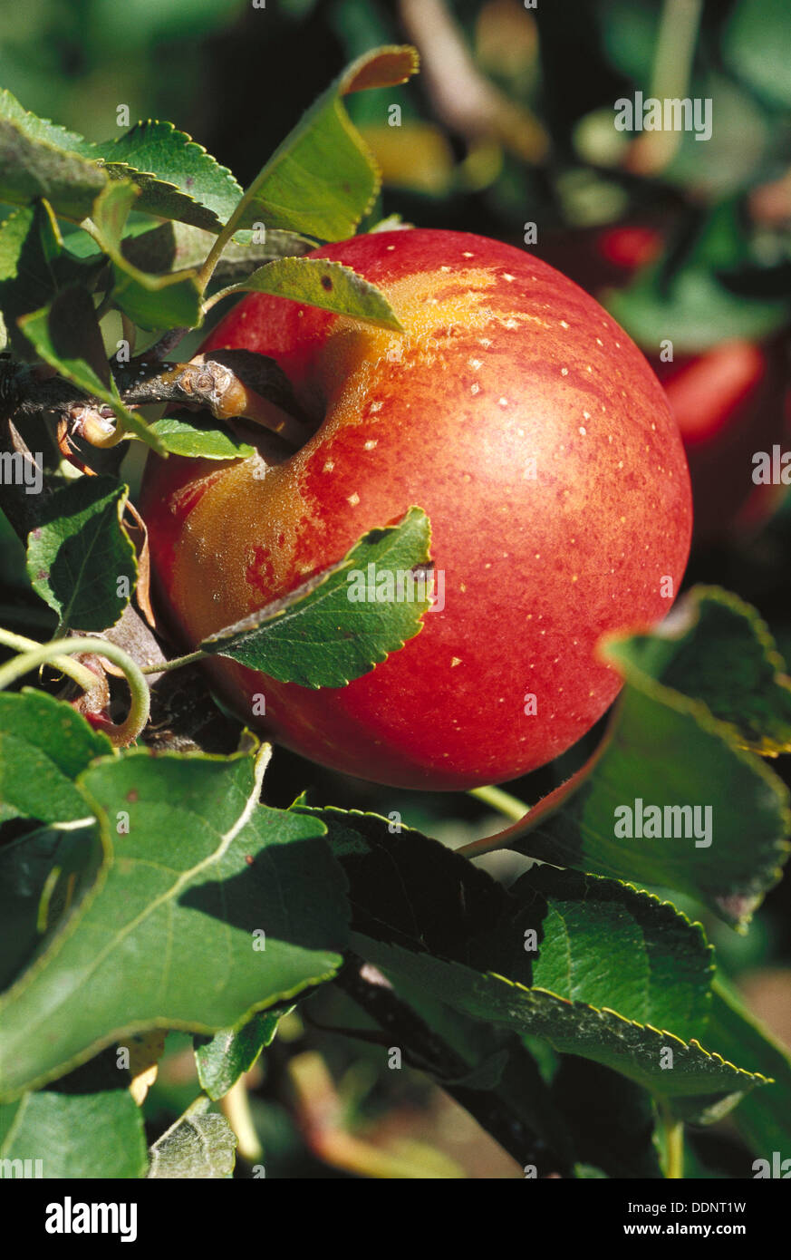 Red apple gala hires stock photography and images Alamy