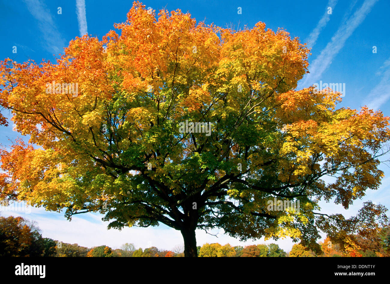 Maple tree in fall and contrails Stock Photo Alamy