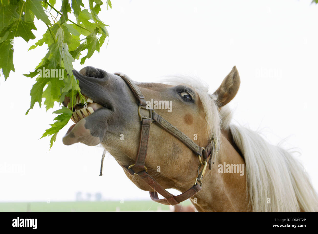 Haflinger horse, used by Amish as buggy and riding horses, bite leaves
