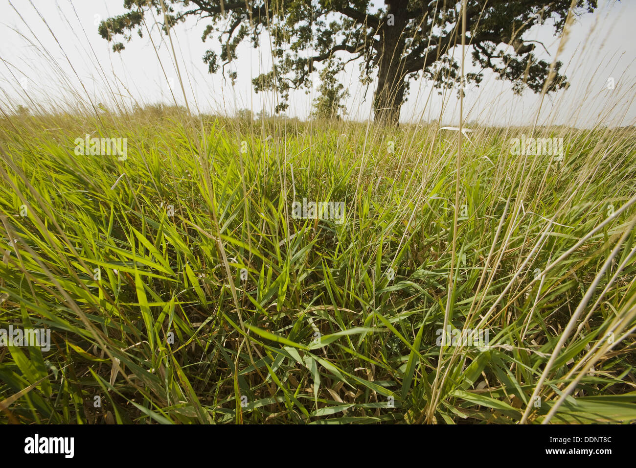 USA, Illinois native grasses and lone oak tree at Pine Dunes forest preserve, former farm Stock