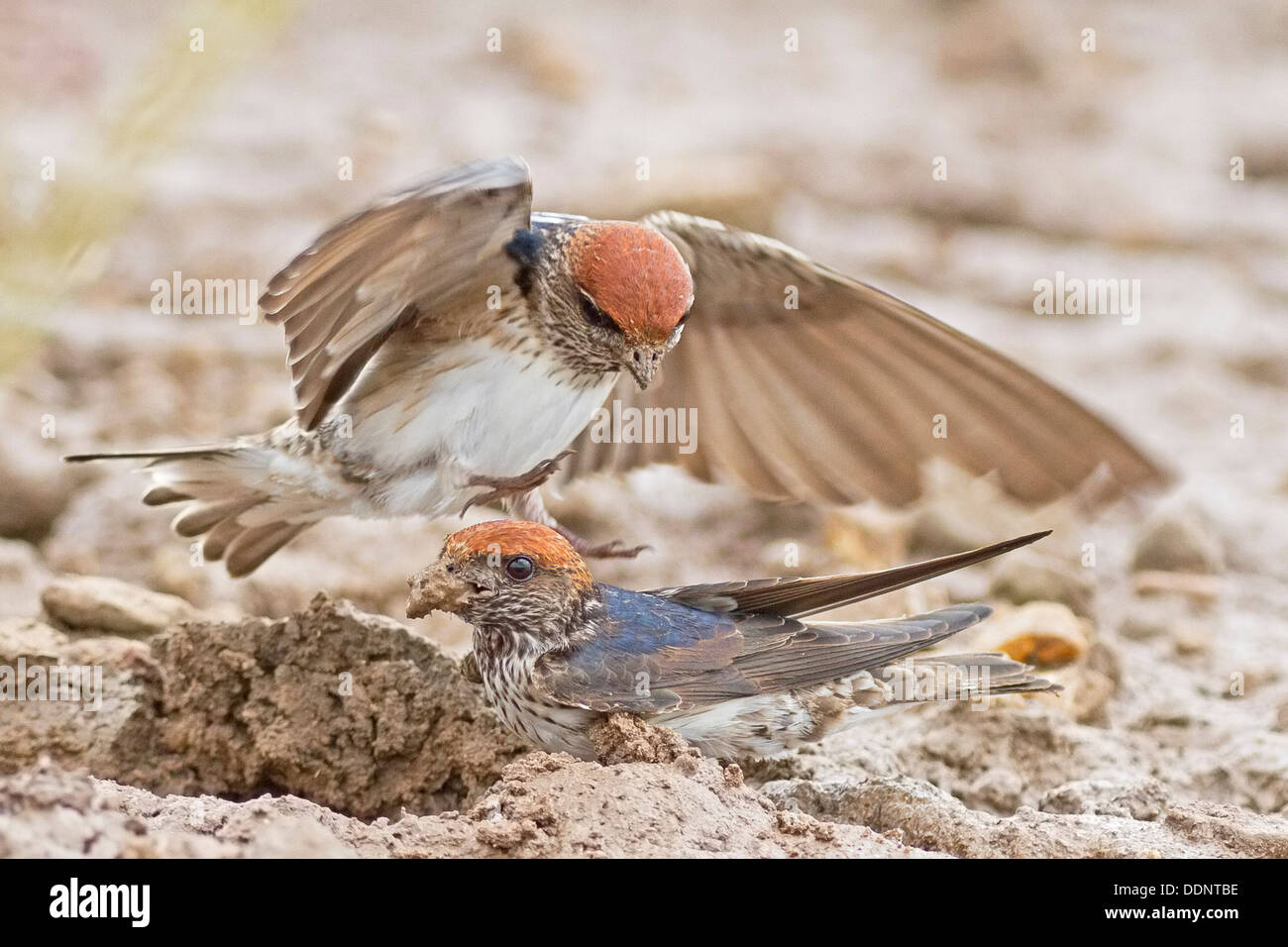 Streak-throated Swallow (Hirundo fluvicola) fighting Stock Photo