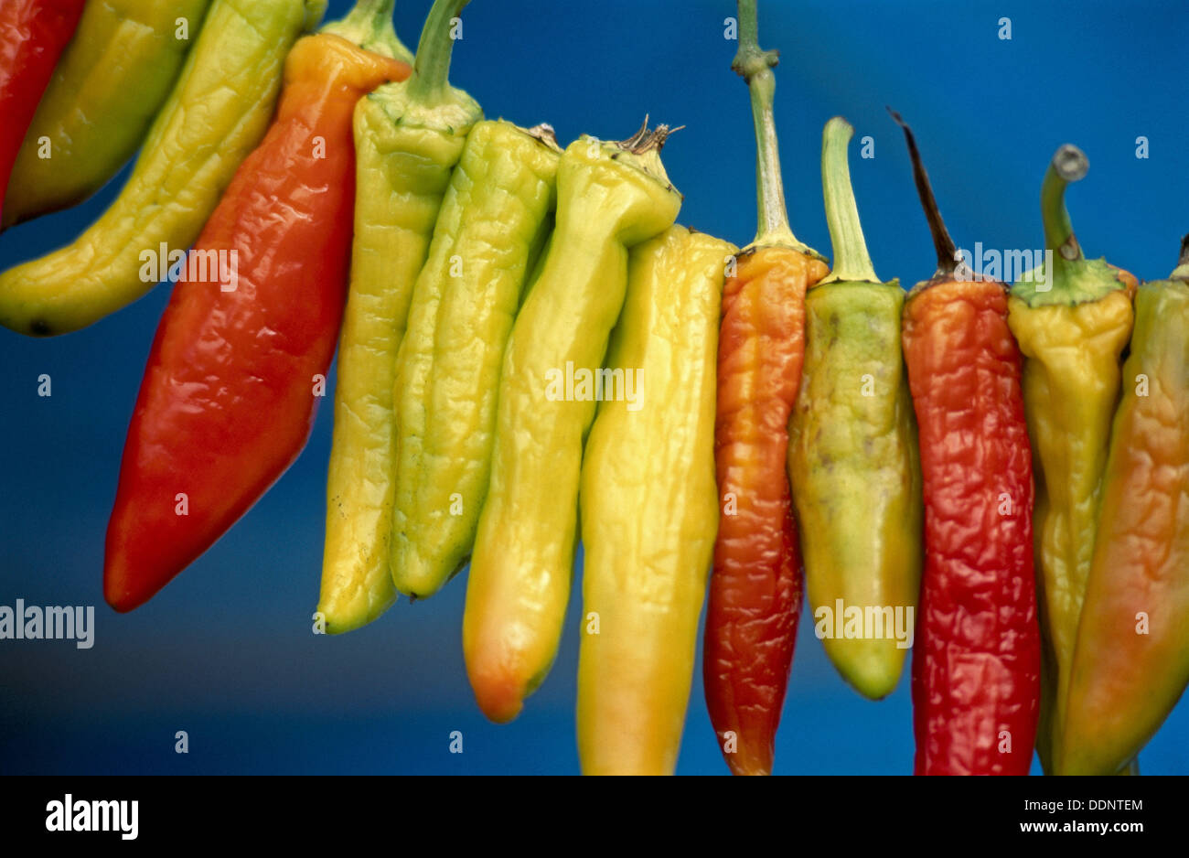 Peppers, produce stand. Windsor County, Vermont. USA Stock Photo Alamy