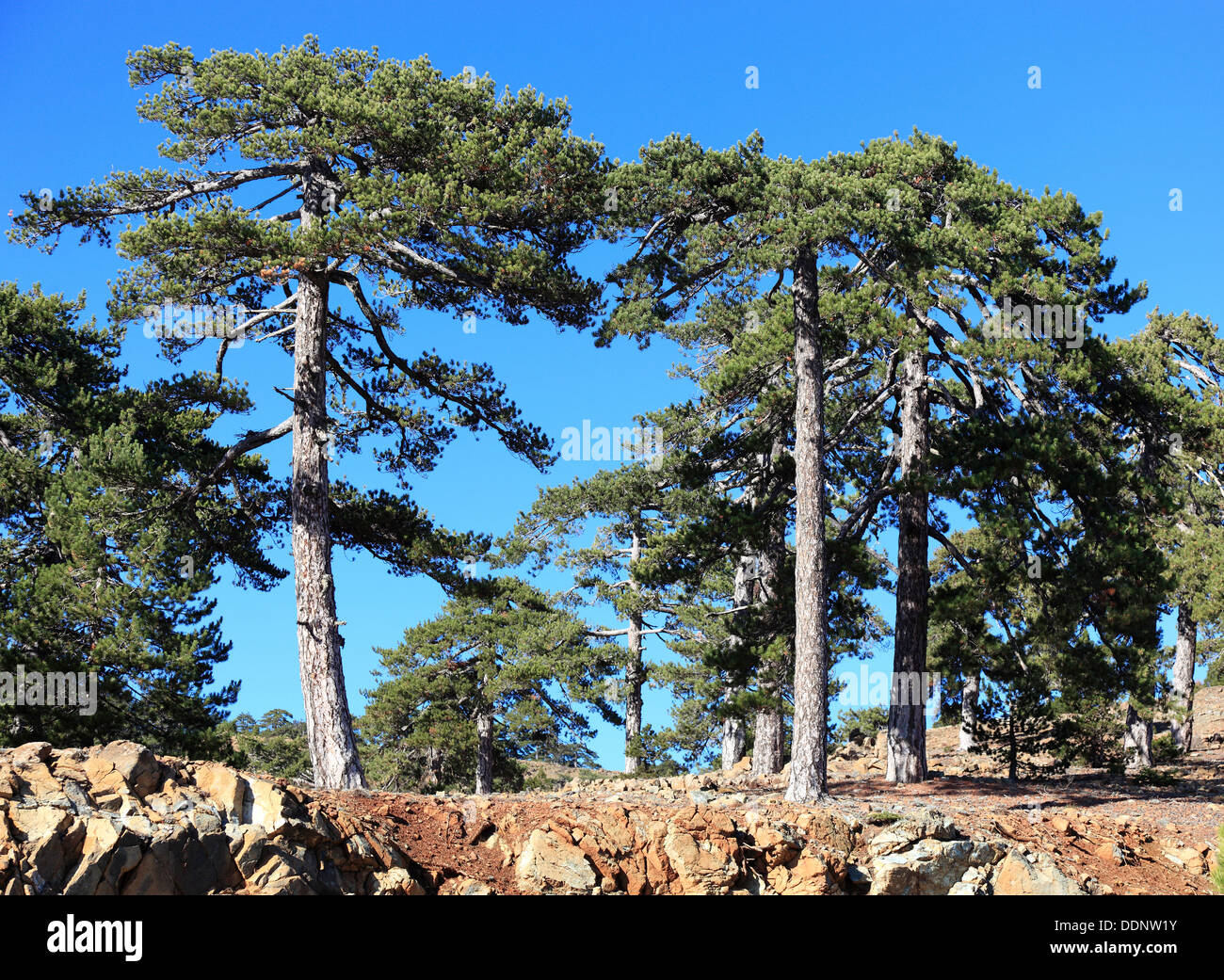 Cyprus, trees, pine trees in Troodos Mountains Stock Photo