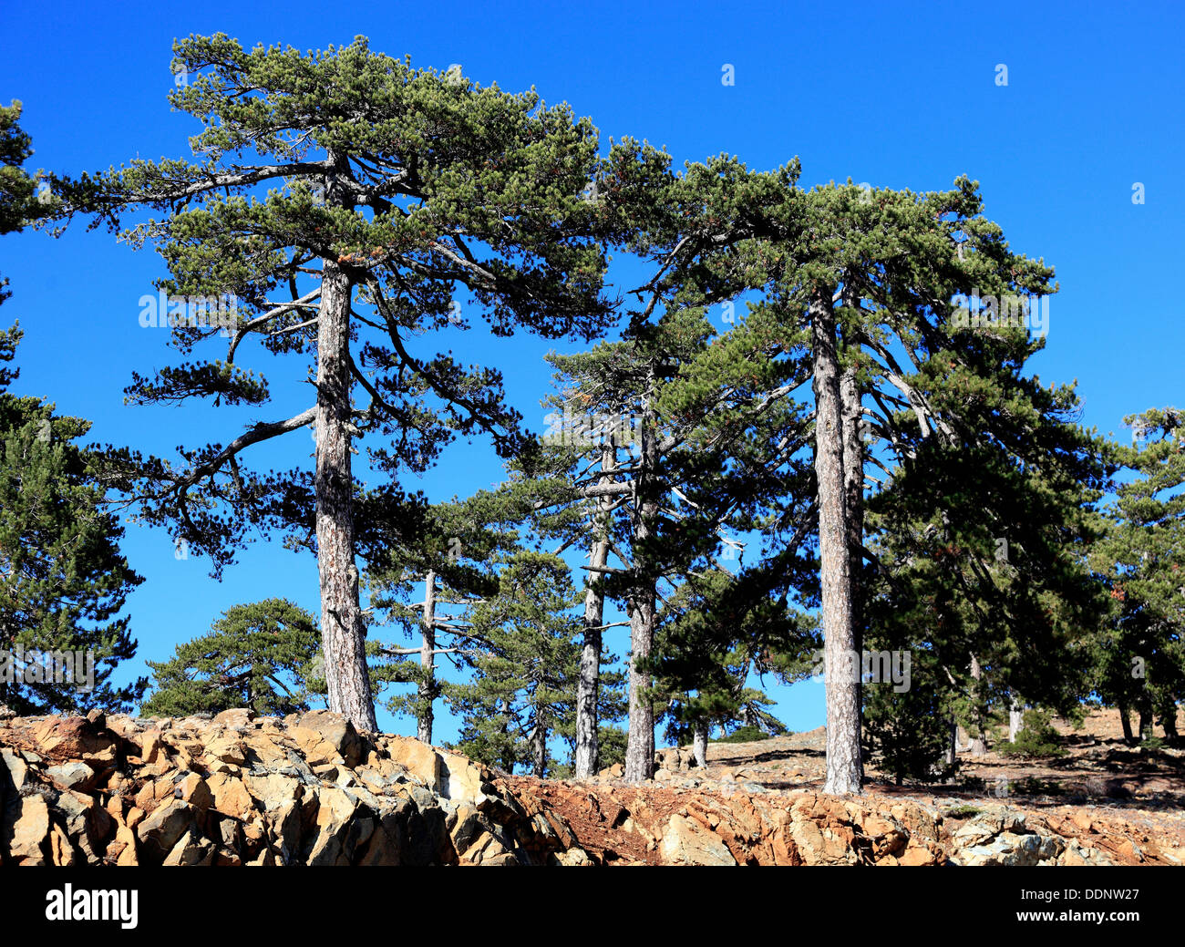 Cyprus, trees, pine trees in Troodos Mountains Stock Photo