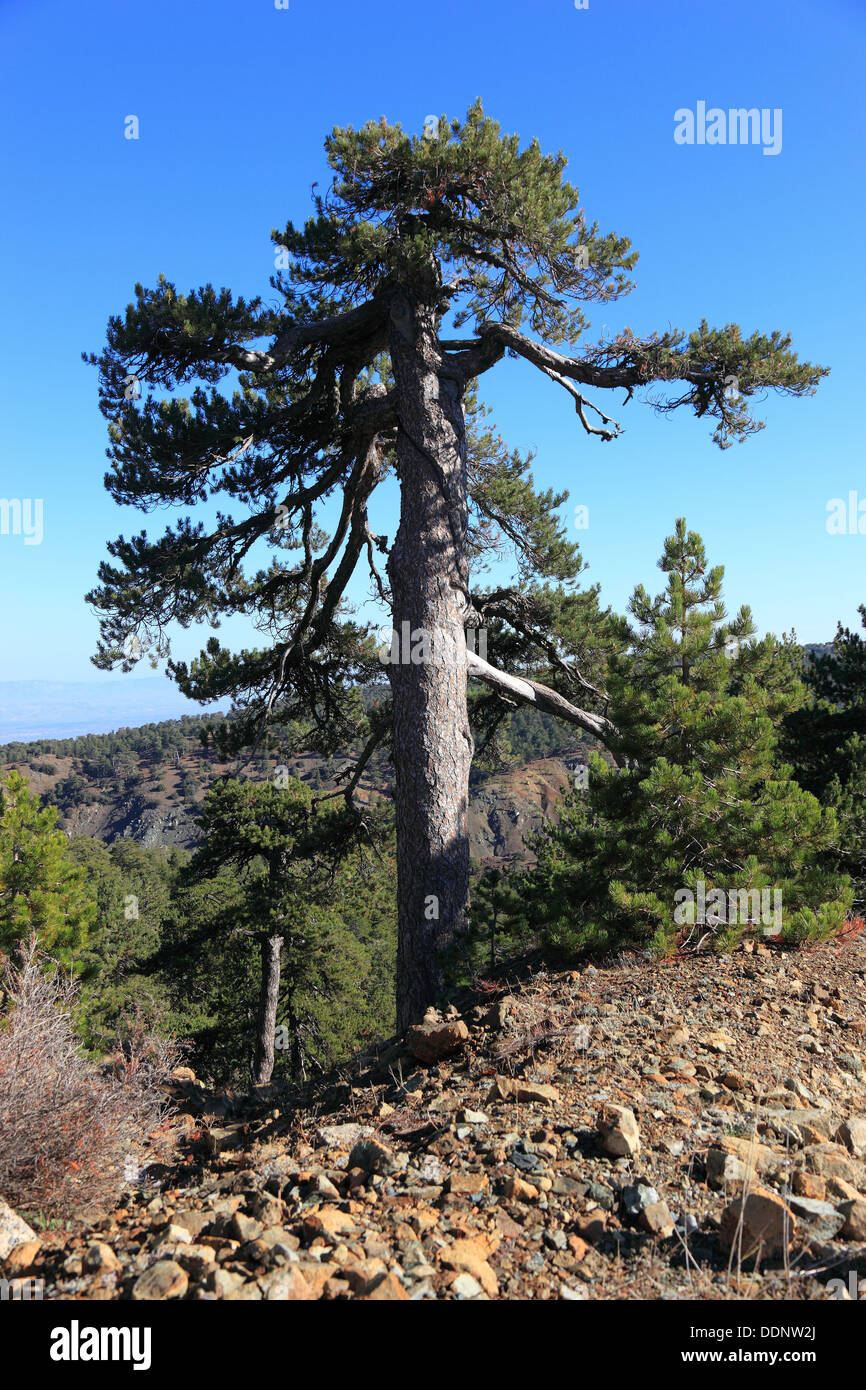 Cyprus, trees, pine trees in Troodos Mountains Stock Photo