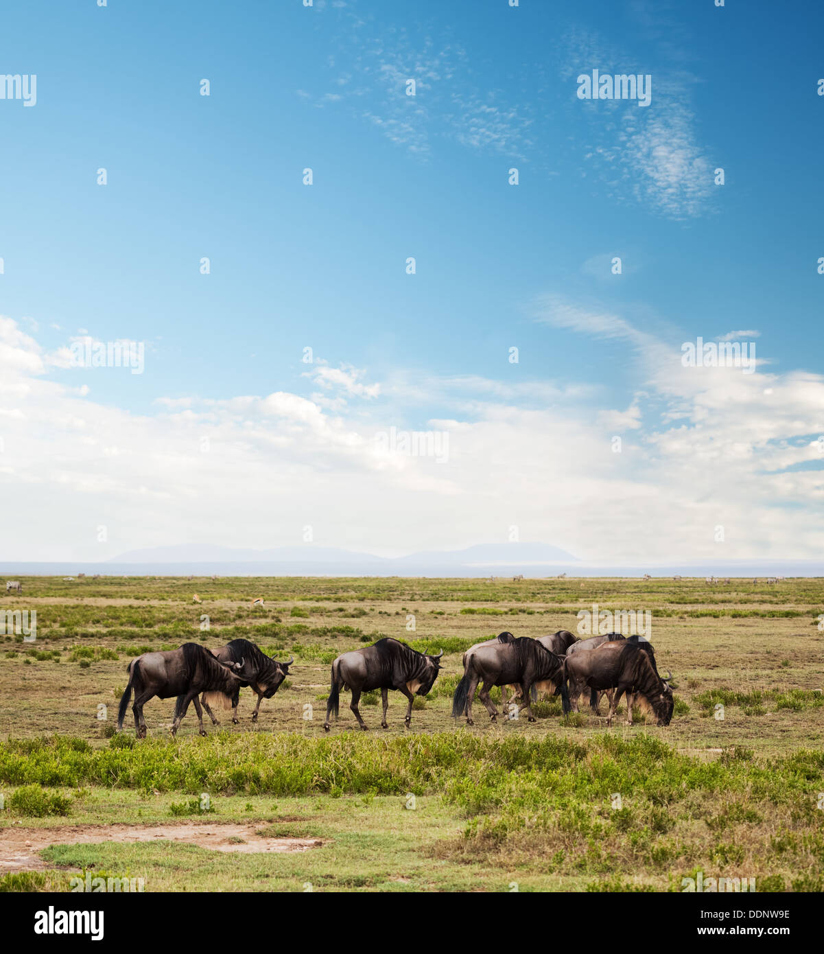 Wildebeest herd, Gnu on Safari in Serengeti National Park, Tanzania, Africa Stock Photo