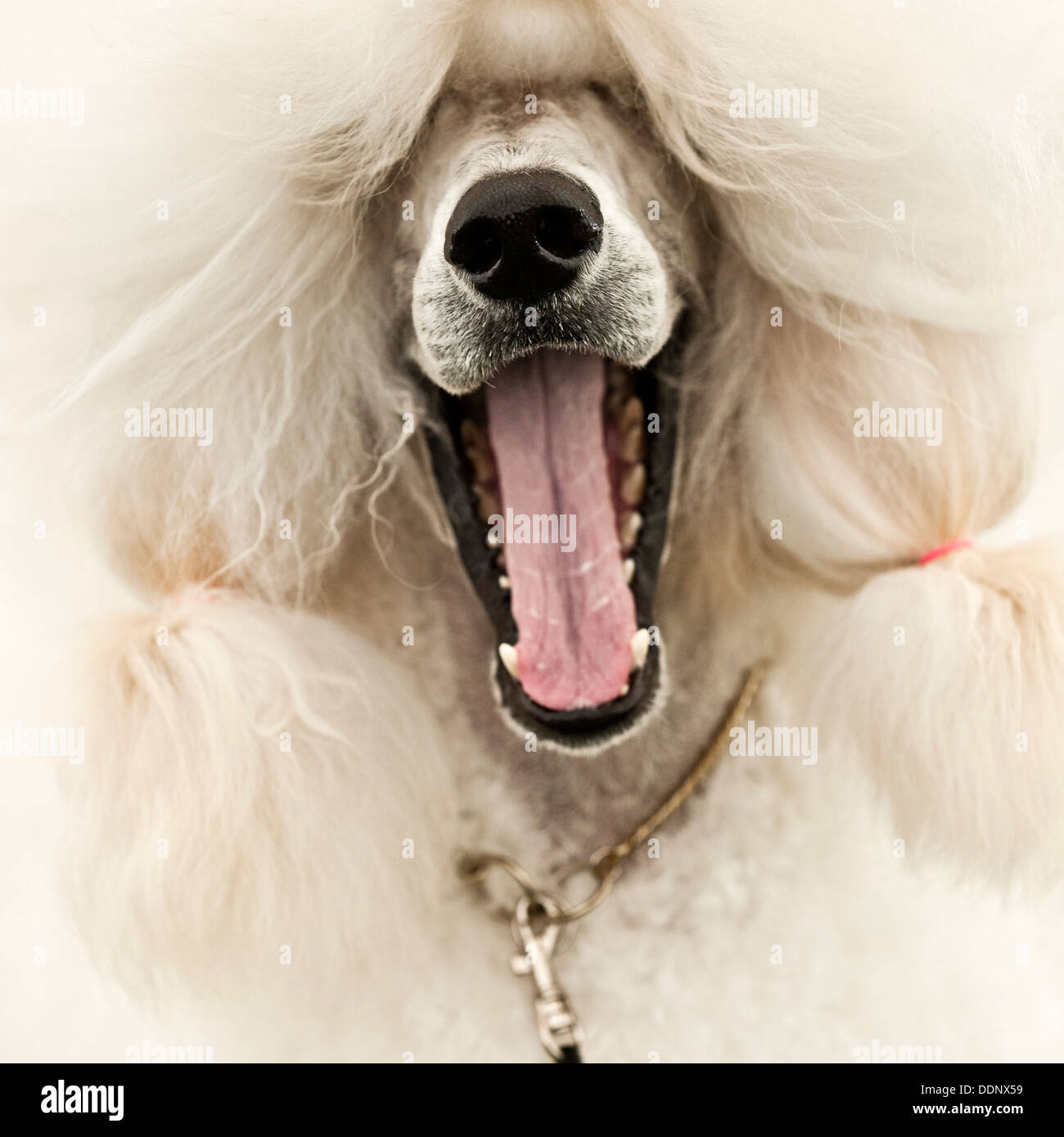 Poodle dog portrait yawning Stock Photo