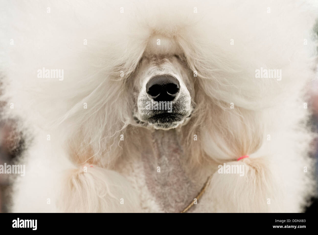 Poodle dog portrait Stock Photo