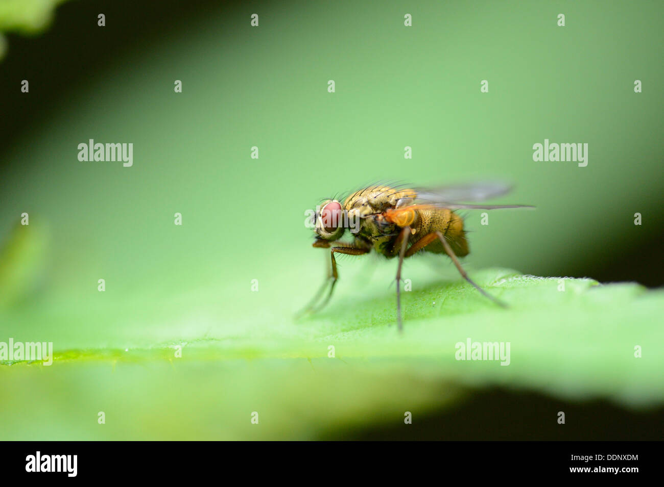 Blow flie (Calliphoridae) on a leaf Stock Photo - Alamy