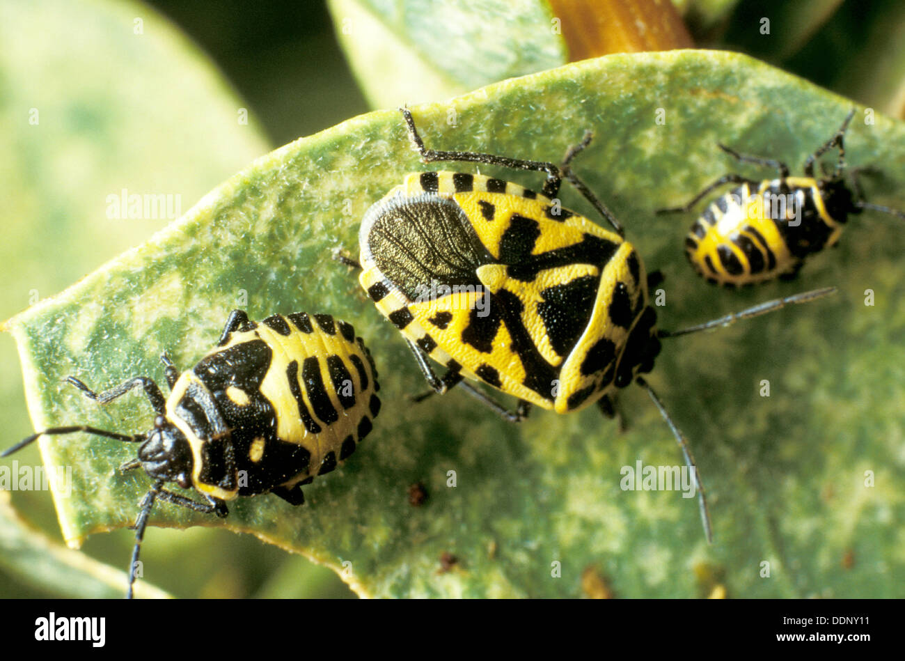 Eurydema dominulus hi-res stock photography and images - Alamy