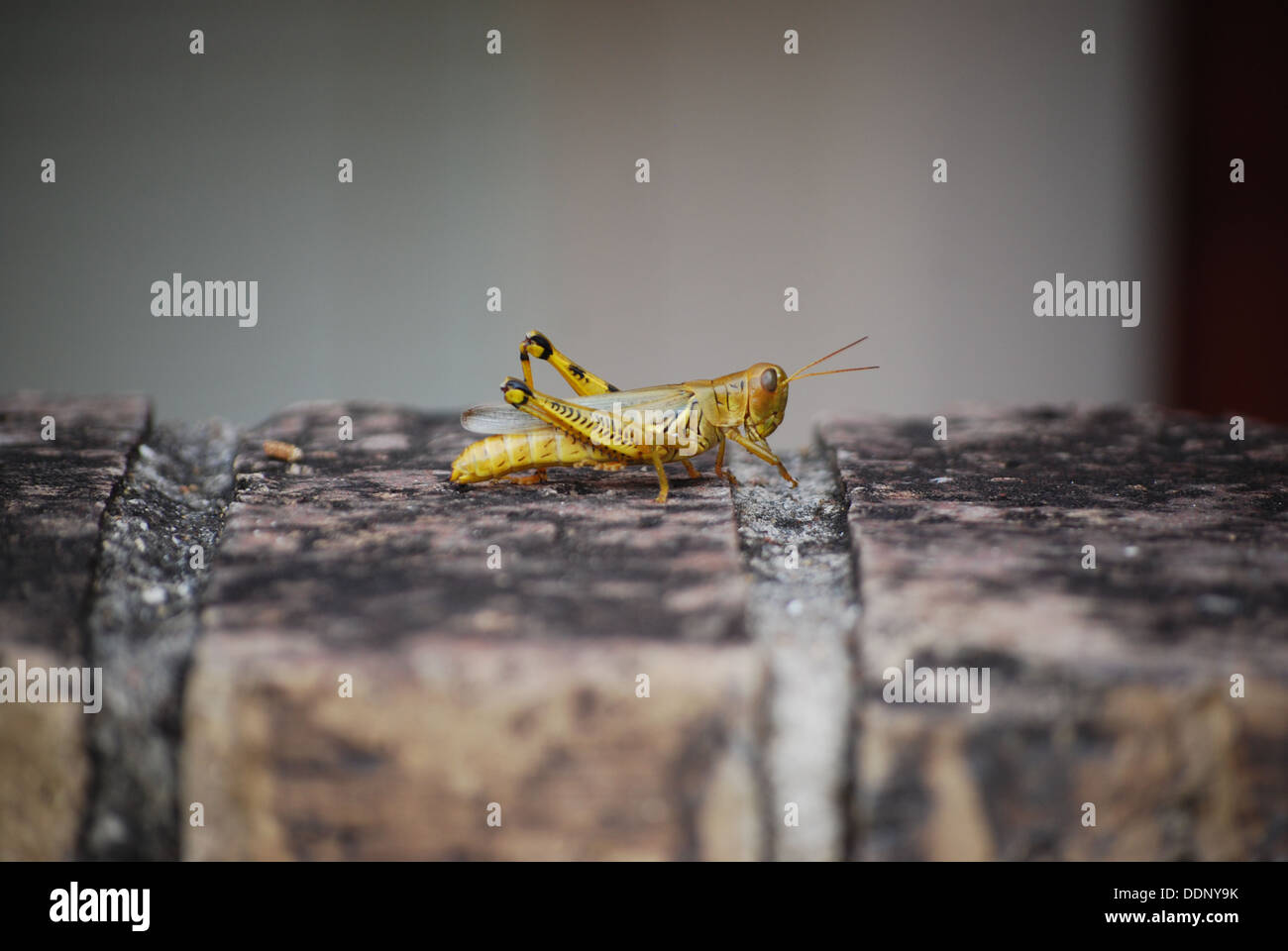 Texas Grasshopper Stock Photo