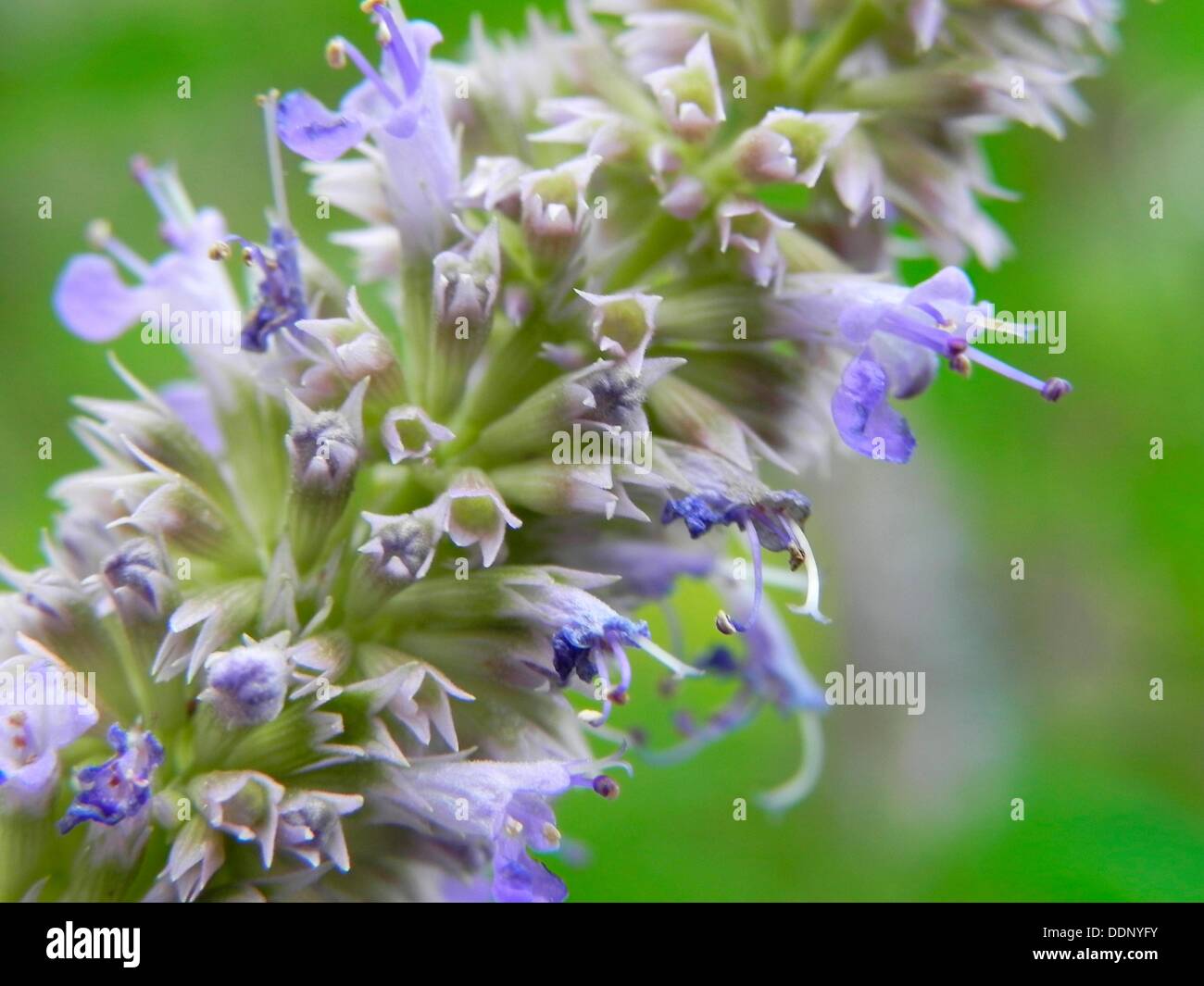 Agastache Anise Hyssop, Licorice Mint, Agastache foeniculum, Agastache anisata, Stachys