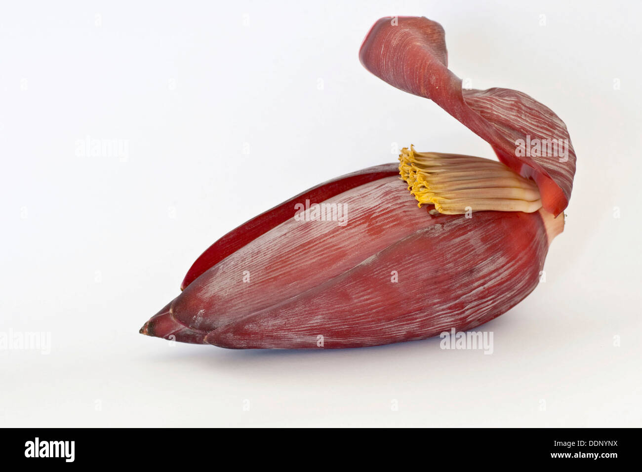 Banana Blossom, Banana Heart (Musa) Stock Photo