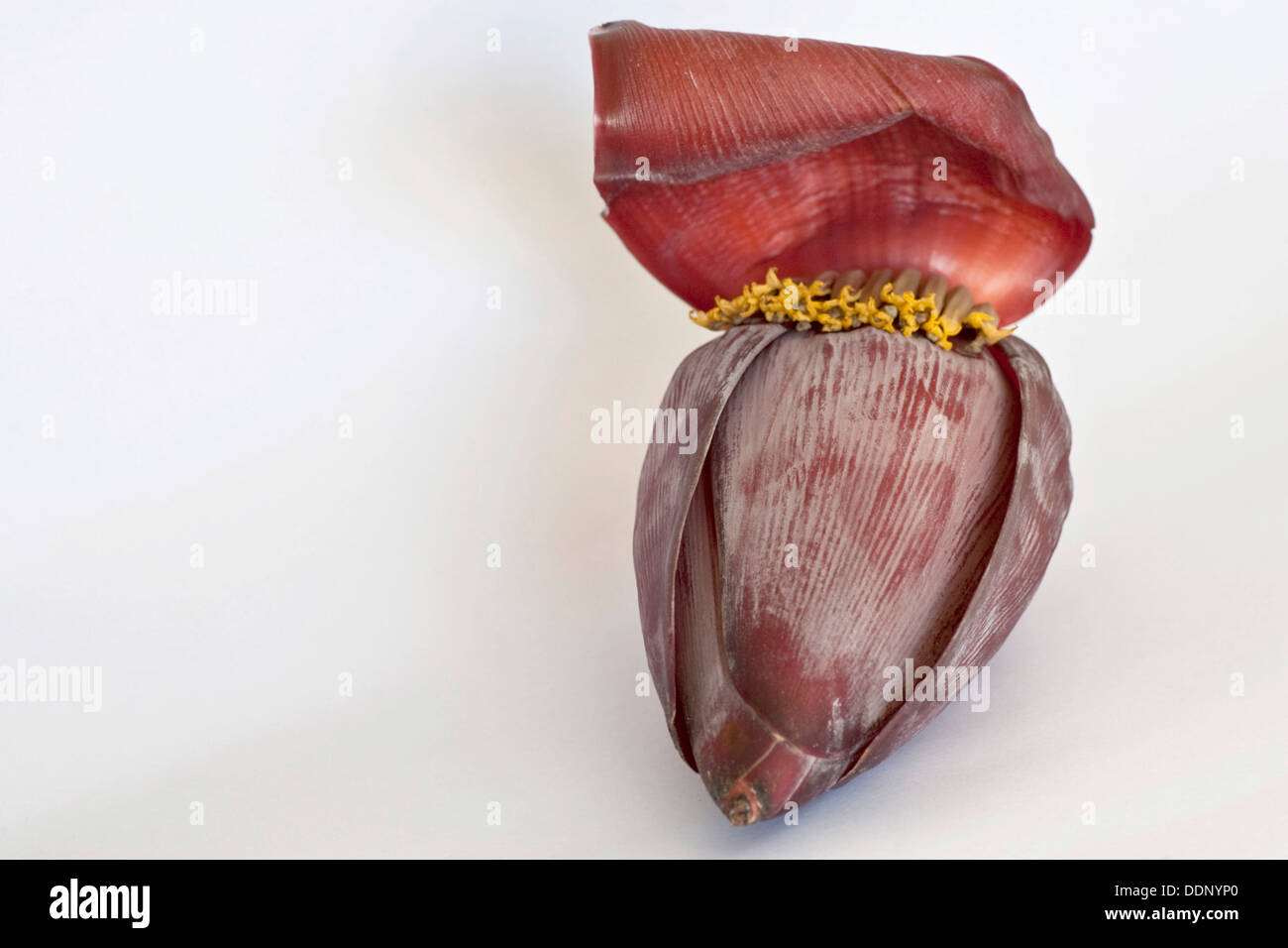 Banana blossom, banana heart (Musa) Stock Photo