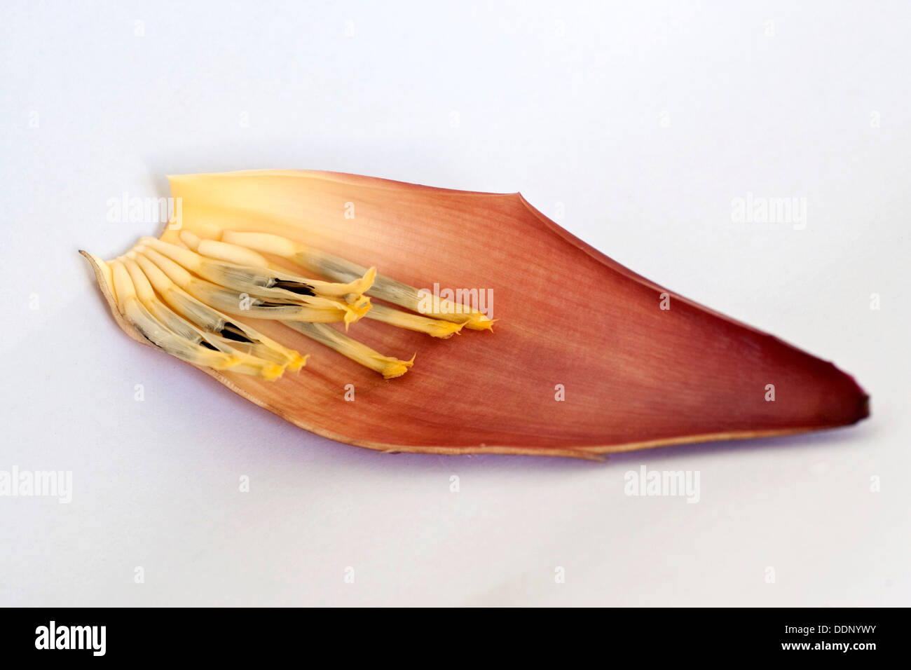 Petal of a Banana Blossom, Banana Heart (Musa Stock Photo Alamy