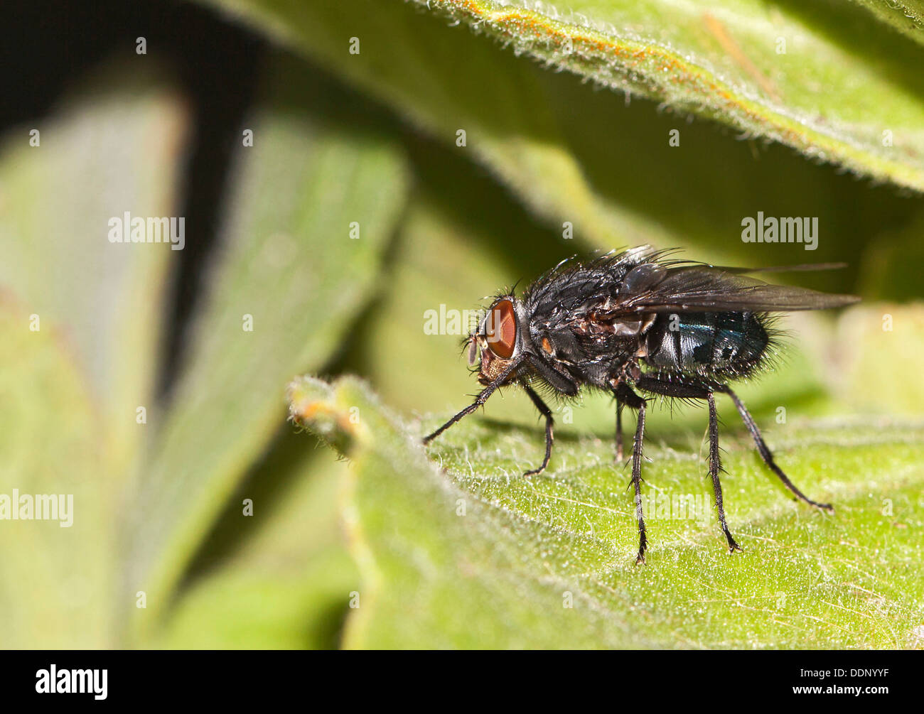 Blow-fly, carrion fly (Calliphoridae) Stock Photo