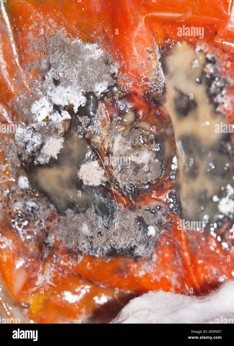 Mould, mildew culture, food mould, tomato Stock Photo