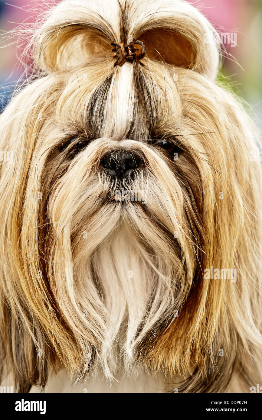 The Best Shih Tzu Haircuts  Find One for Your Dog  K9 Web