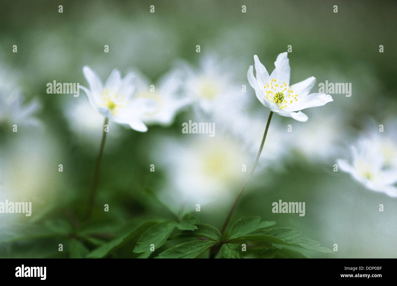 Wood Anemones (Anemone nemorosa). Germany Stock Photo Alamy