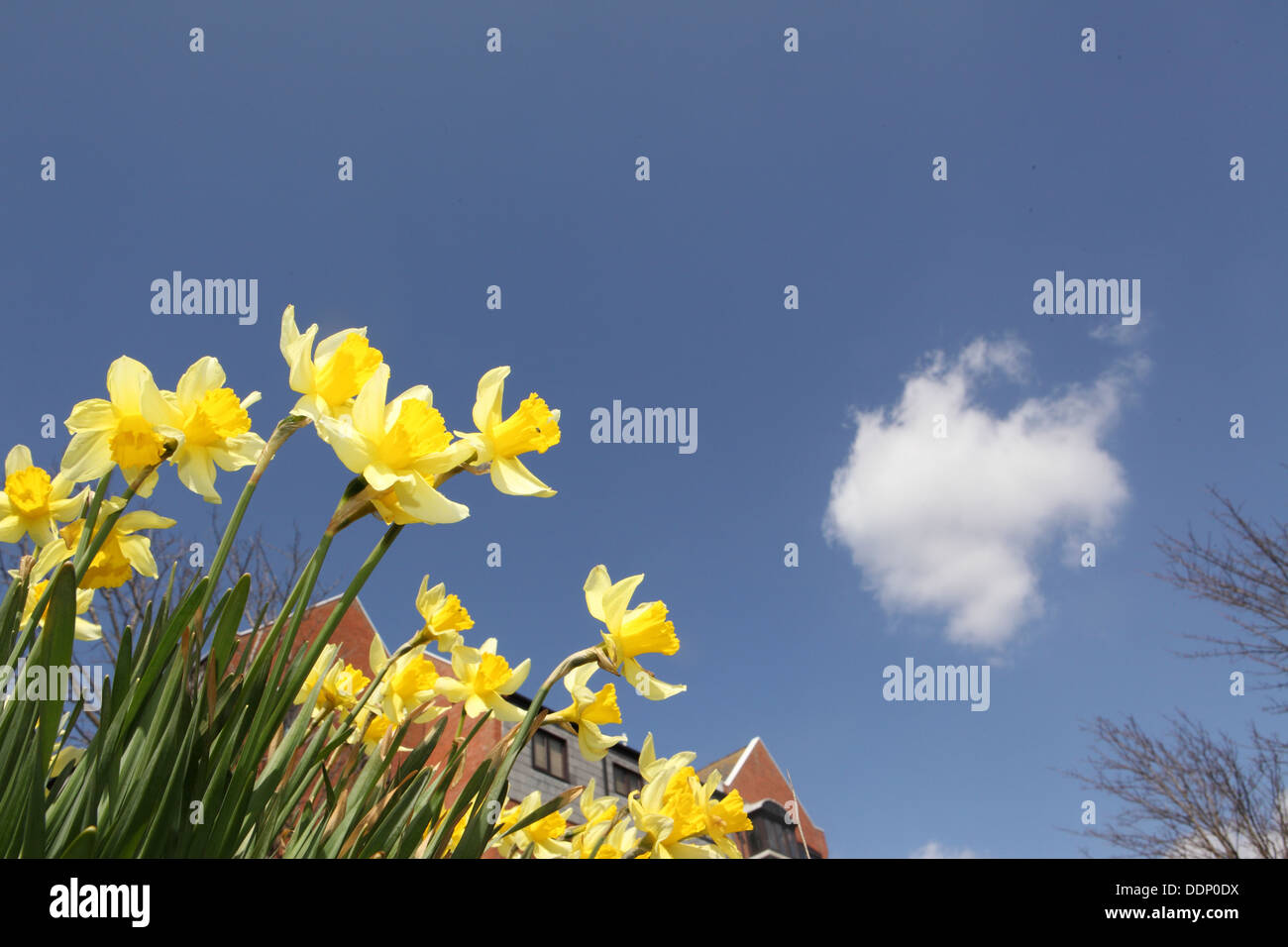 Daffodils blue sky and fluffy white cloud, Spring Springtime, Suffolk, UK Stock Photo