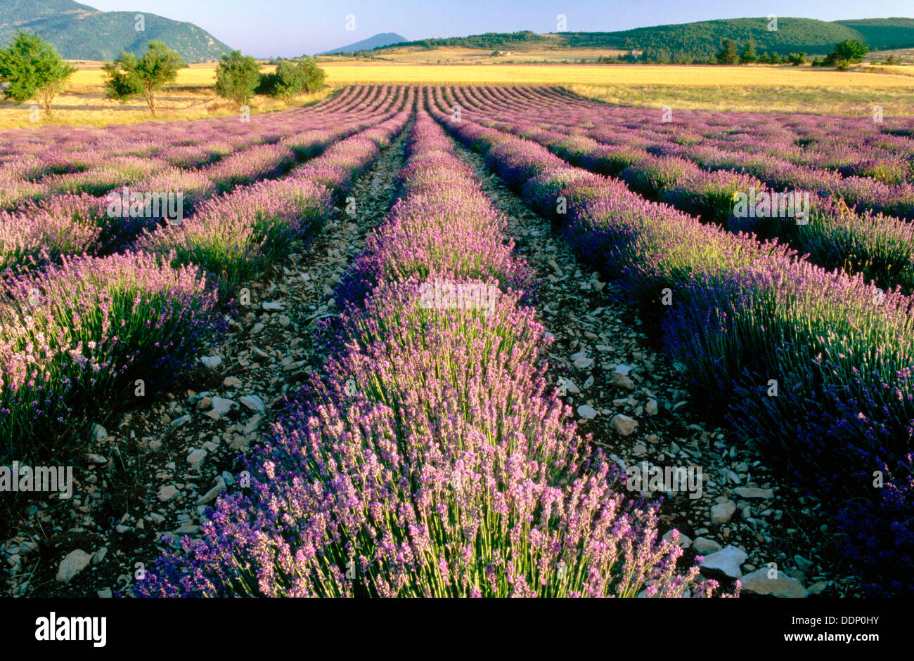 Lavender fields. Provence. France Stock Photo Alamy