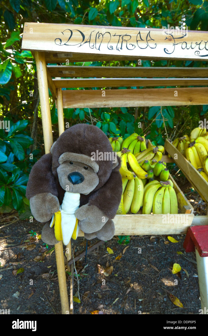 Honesty Fruit Stall, Far North Queensland, FNQ, QLD, Australia Stock Photo