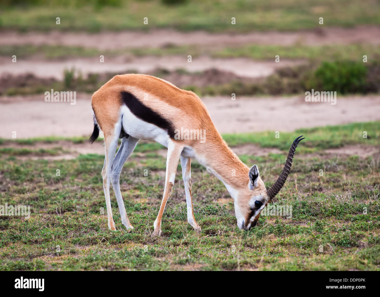 Thomson's gazelle hi-res stock photography and images - Alamy