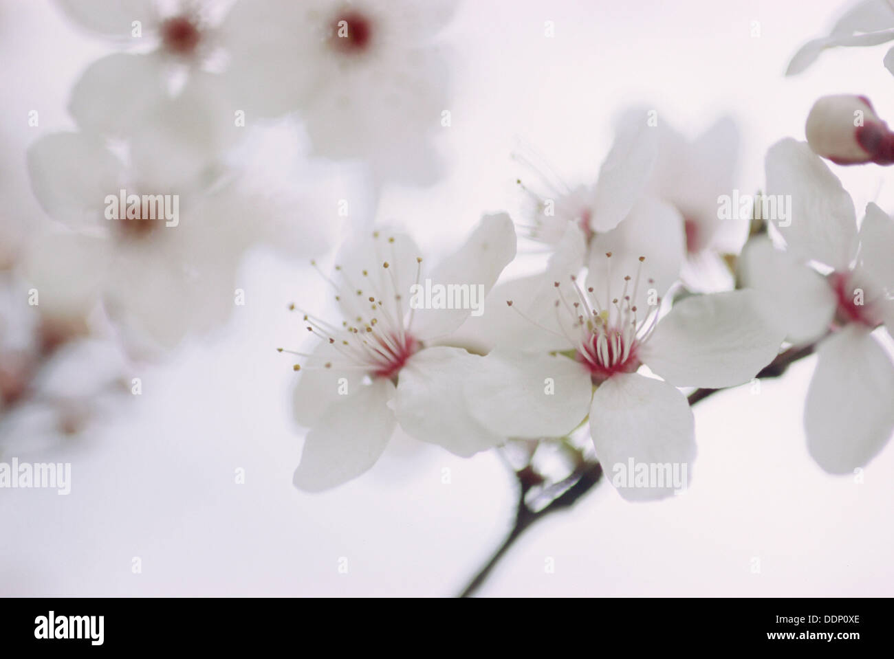 Japanese flowering Cherry (Prunus serrulata ´Hyupride´ Stock Photo Alamy