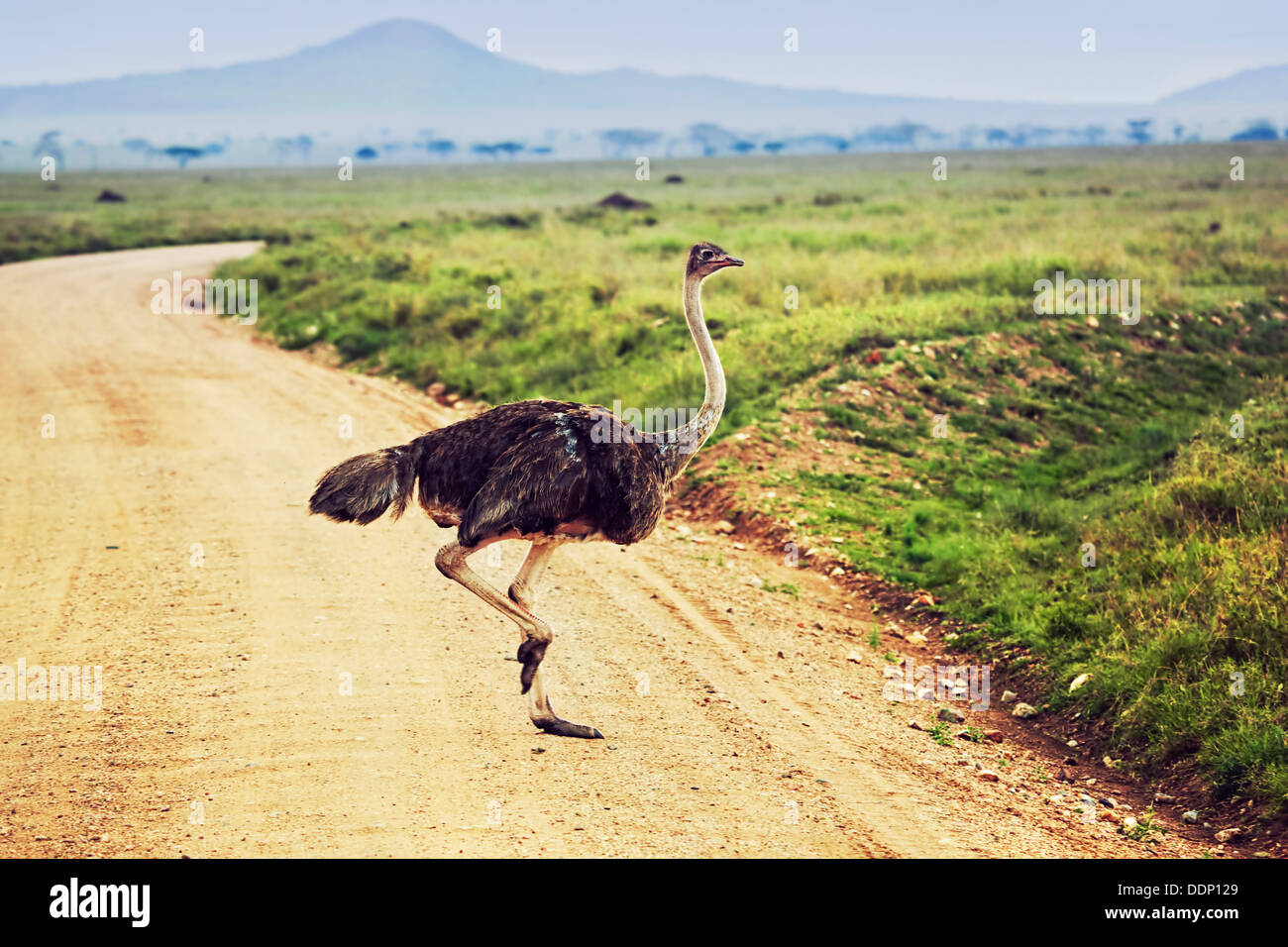 Ostrich in the Serengeti National Park, Tanzania Stock Photo