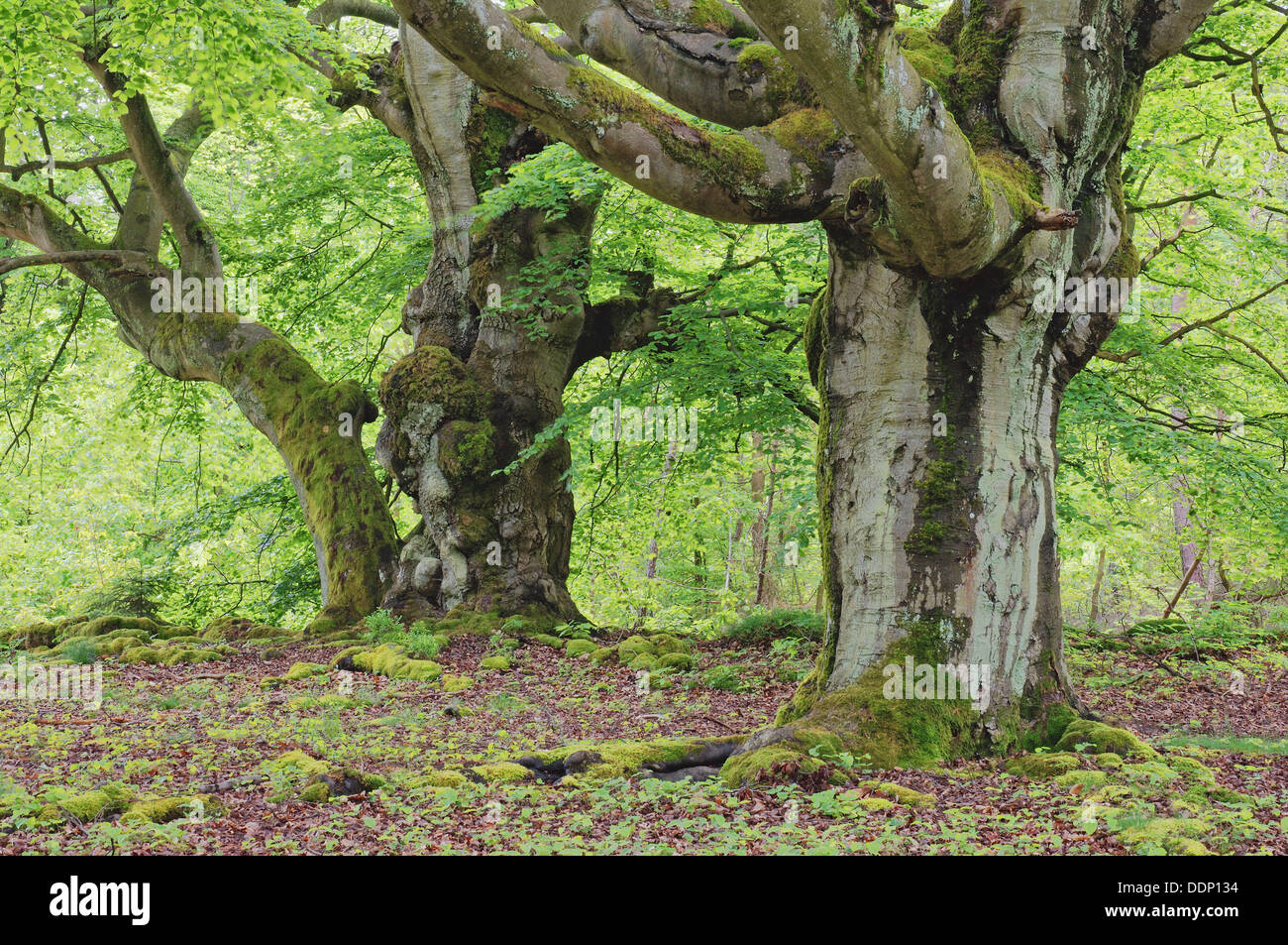 Old beech trees in forest. Kellerwald-Edersee National Park, Hesse (Hessen), Germany, Europe. Stock Photo