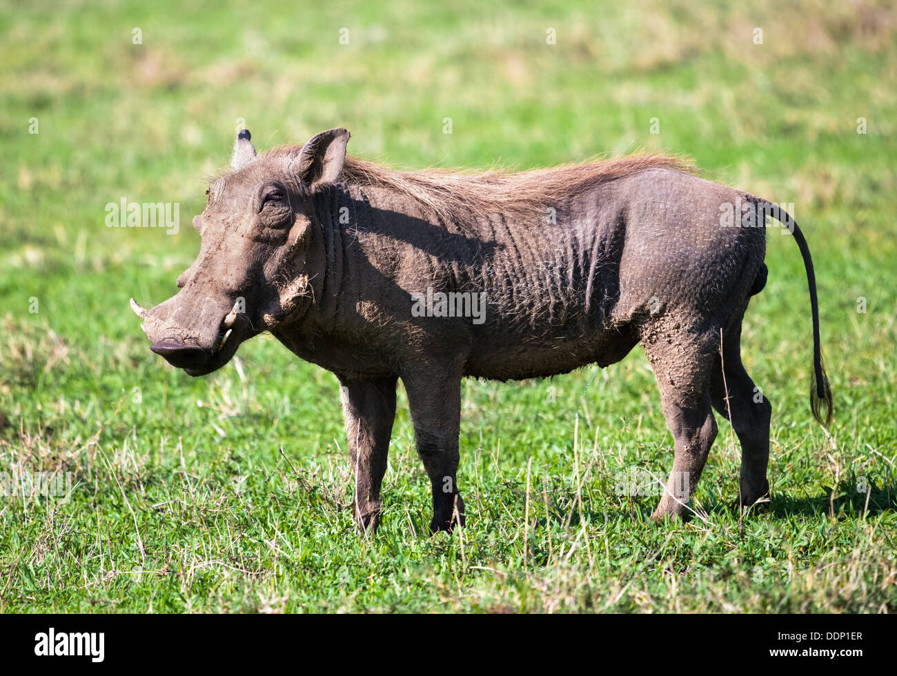Warthog portrait in the Ngorongoro crater, Tanzania, Africa. Stock Photo