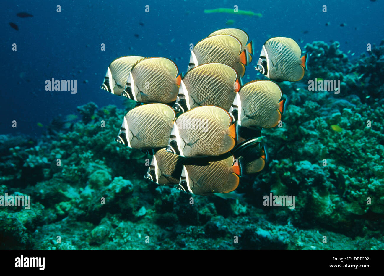 Butterflyfish, chaetodon collare hi-res stock photography and images ...