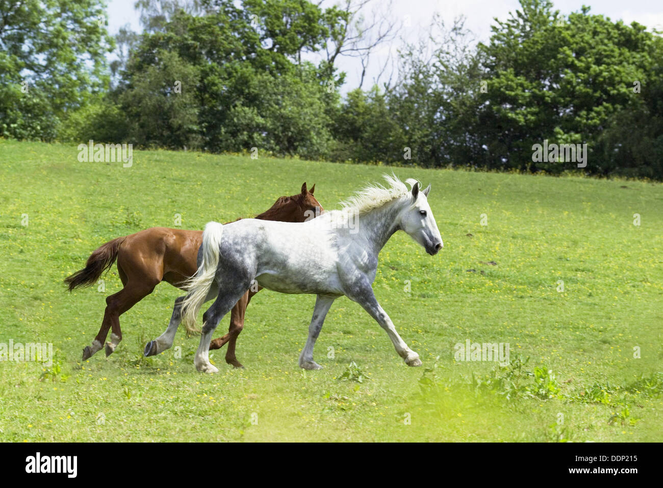 Cantering Cantering hi-res stock photography and images - Alamy