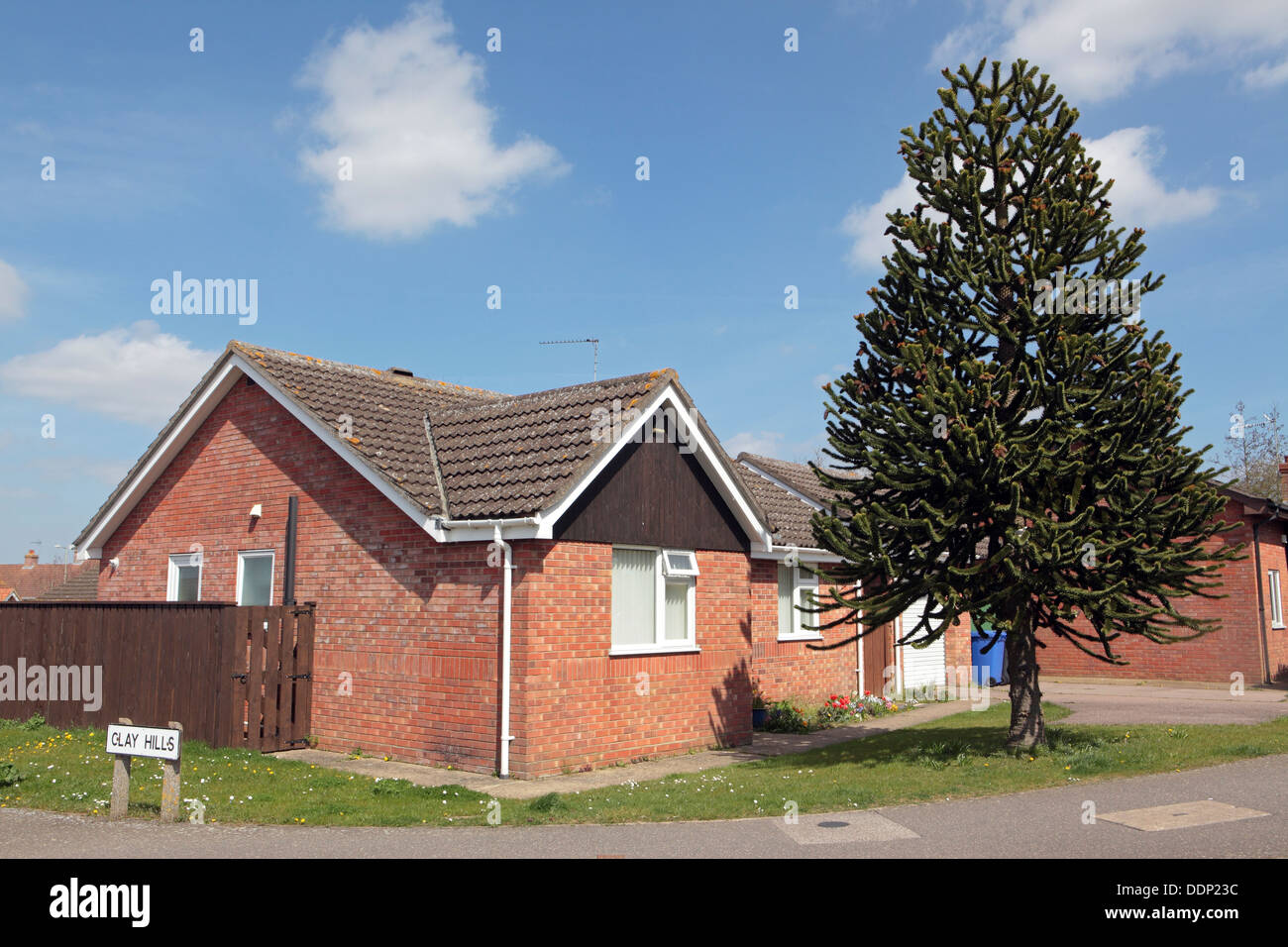 Bungalow in Halesworth with large out of proportion pine tree in garden Stock Photo