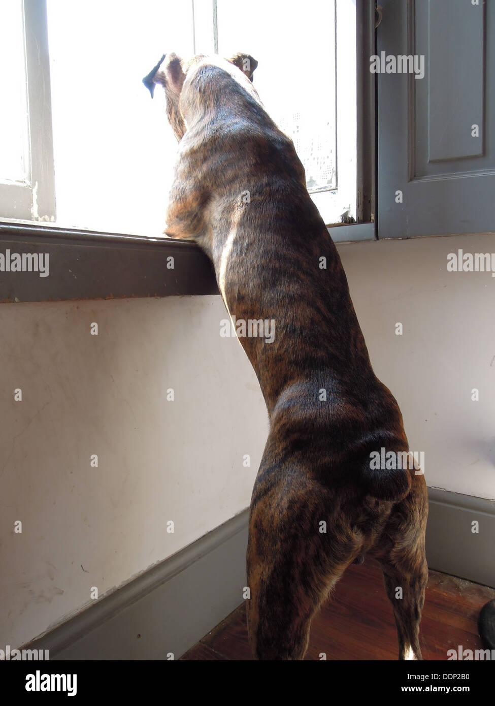 a male boxer dog putting the paws on the windowsill and looking outside