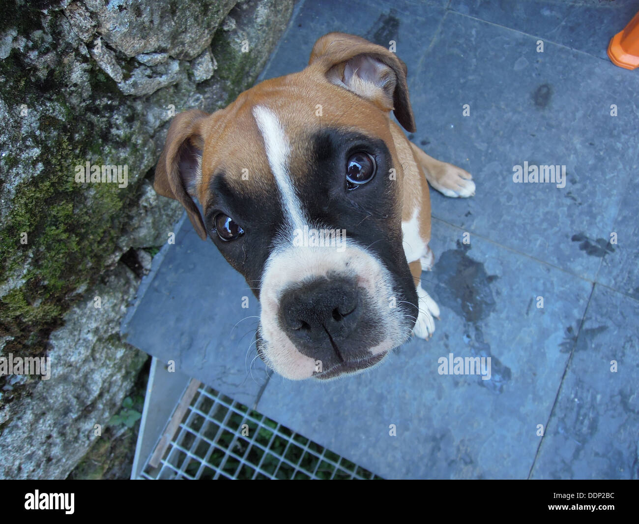 Cute Female Boxer Dog High Resolution Stock Photography and Images Alamy
