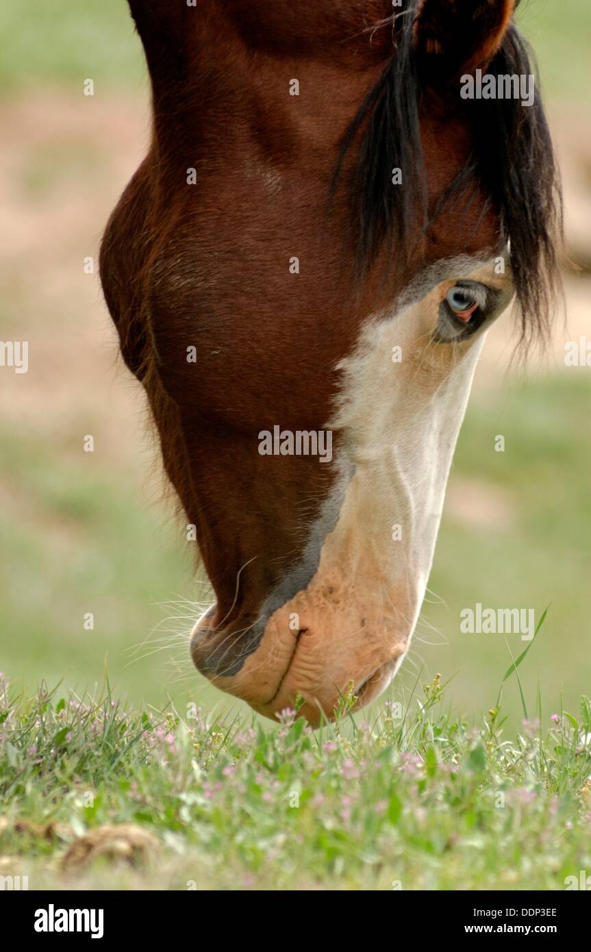 Horse Evolution Chart