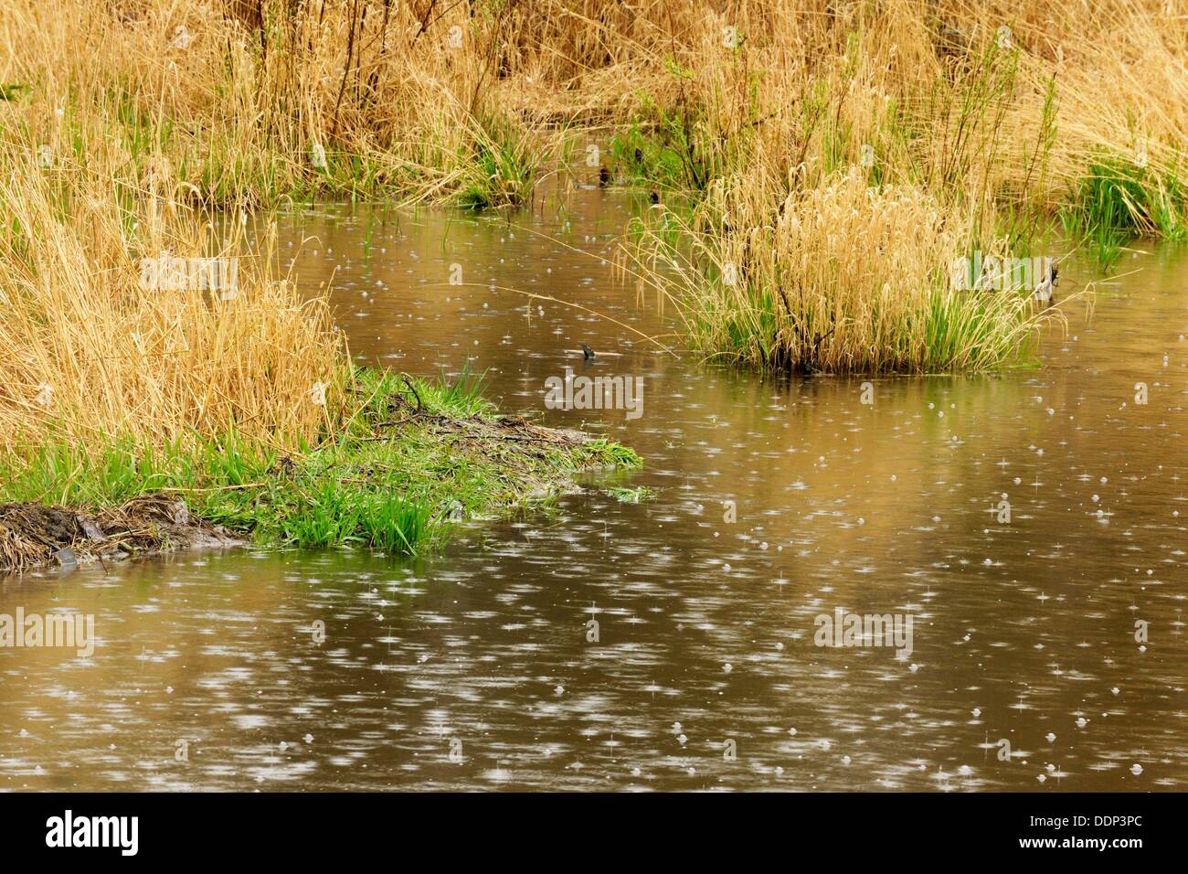 beaver pond in rain. Ontario. Canada Stock Photo Alamy