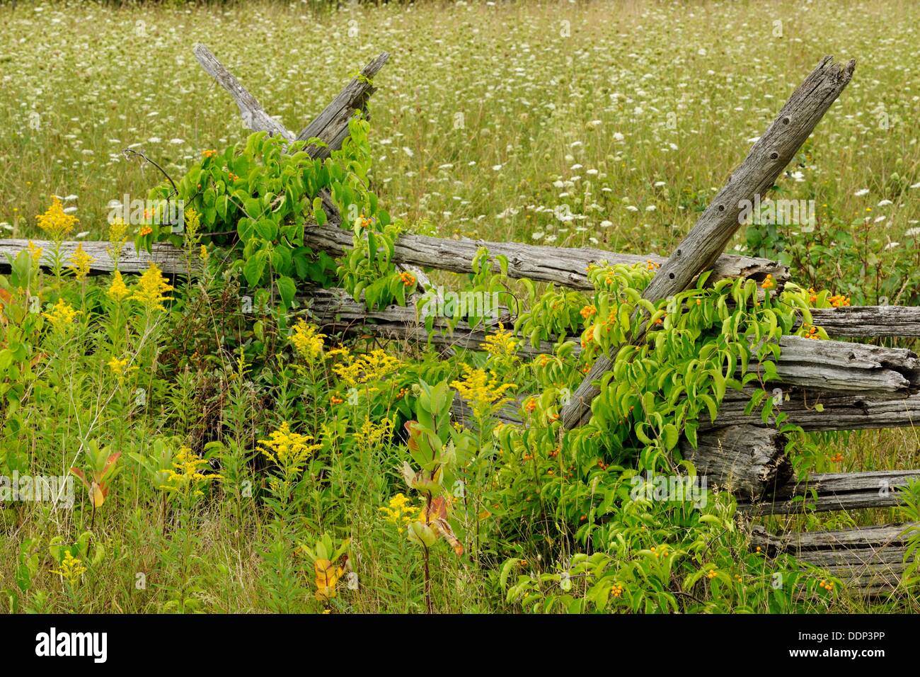Page 2 Bittersweet Flower High Resolution Stock Photography And Images Alamy
