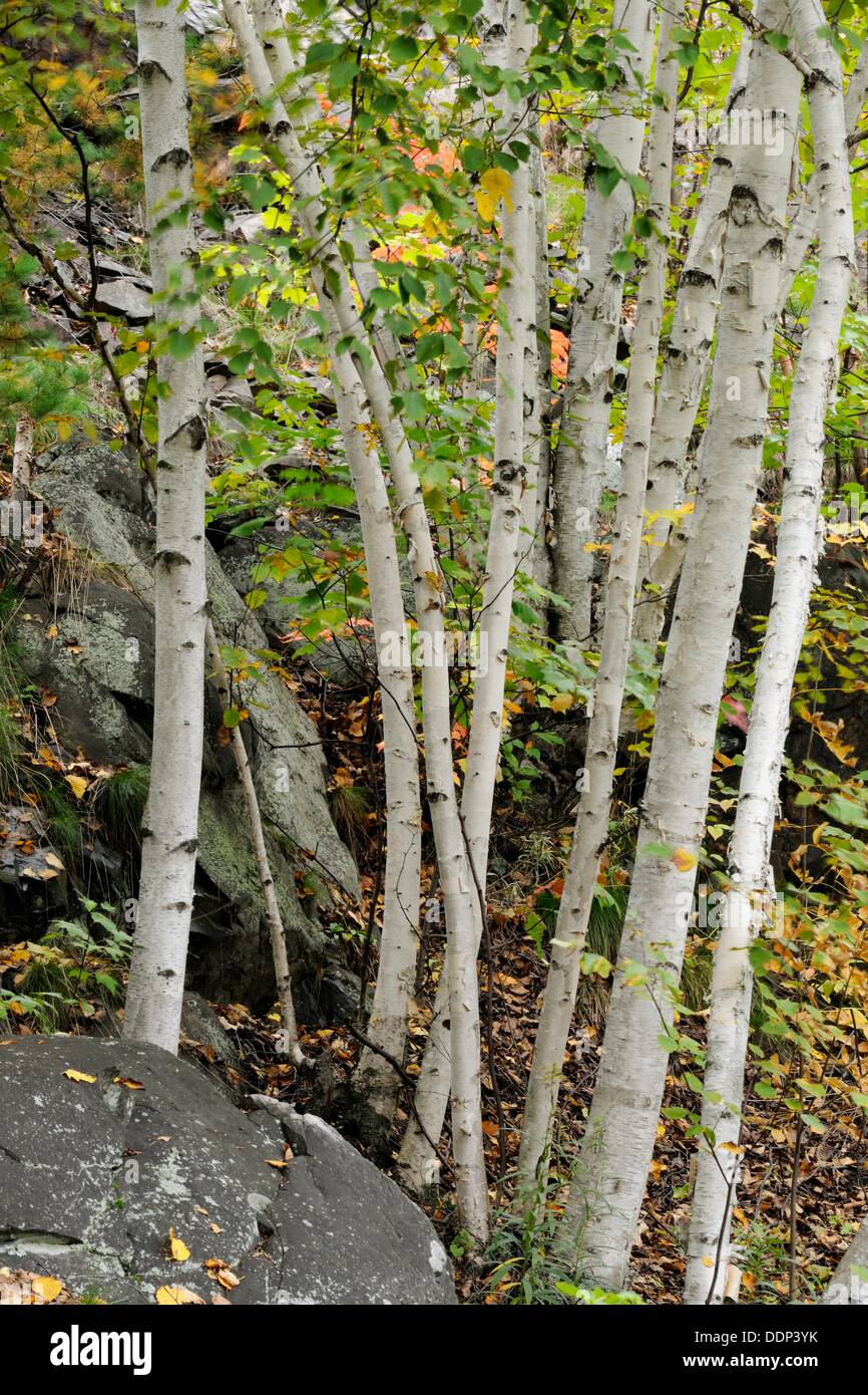 Rock outcrop in a naturalized backyard, with birch trees Greater