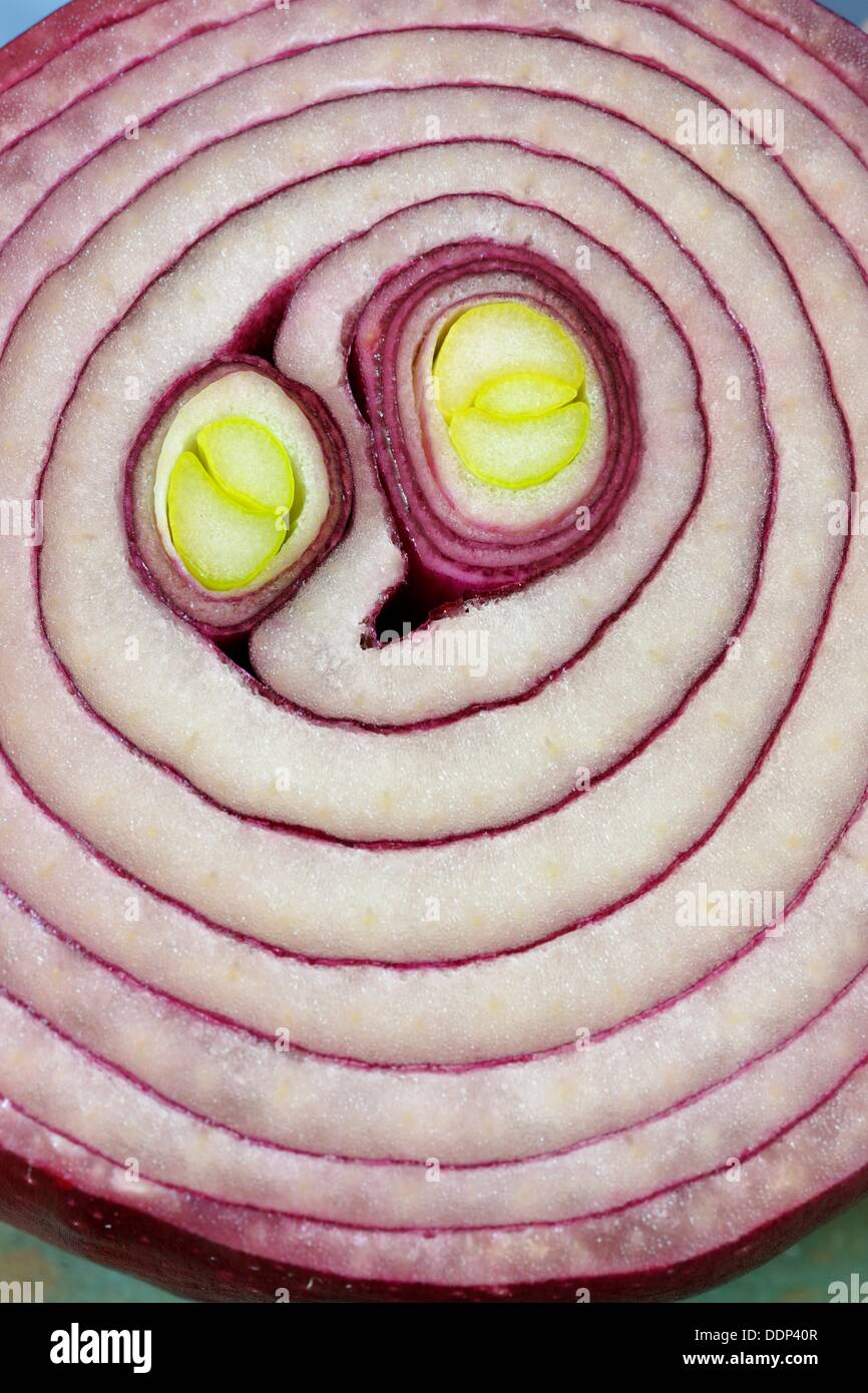 Red onion, sliced to reveal internal structure Stock Photo