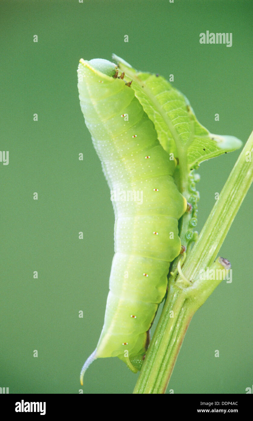 Hummingbird Moth (Hemaris thysbe) caterpillar feeding on snowball bush