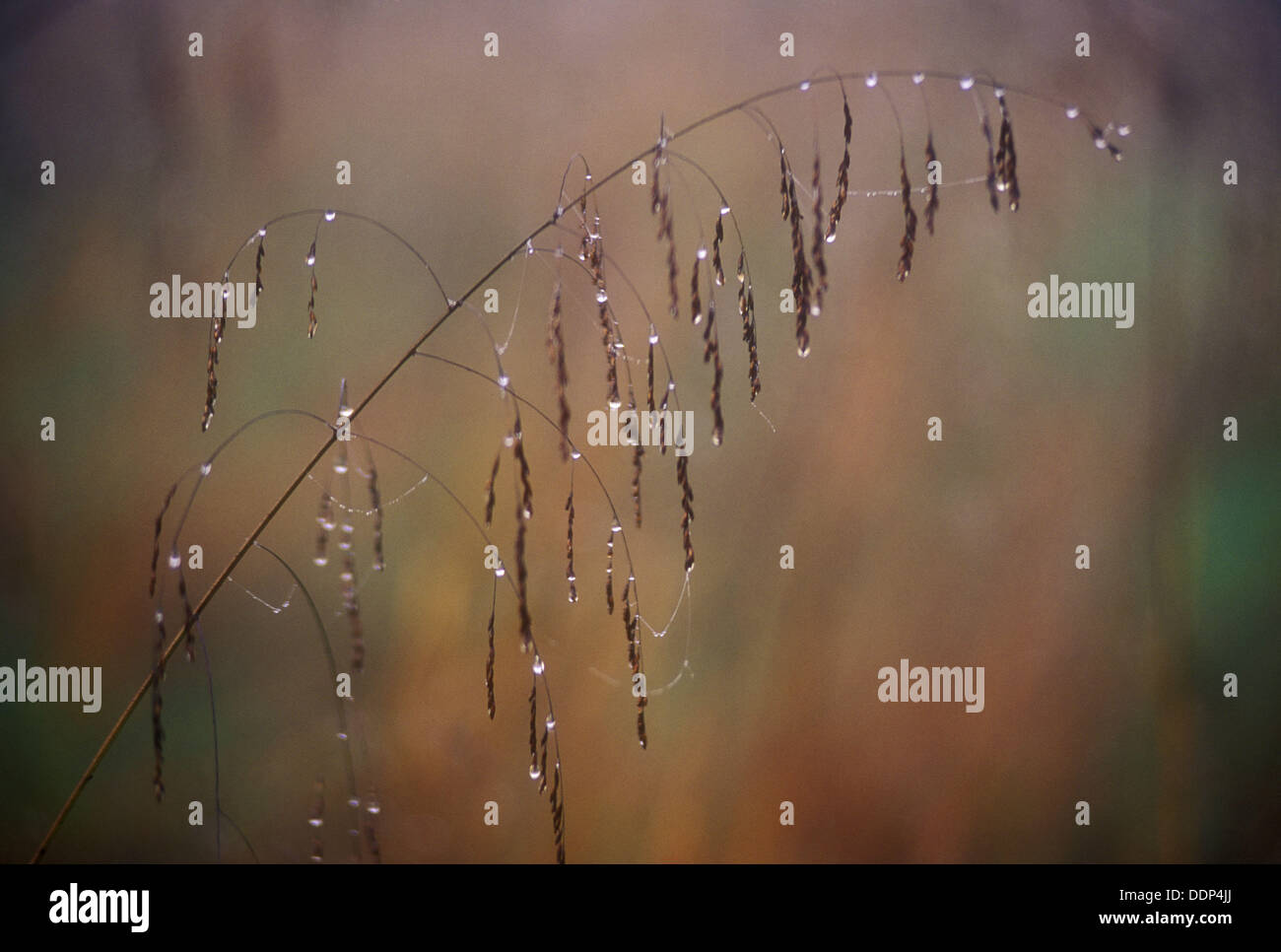 Dewy switchgrass or Johnson grass in Cades Cove. Great Smoky Mountains