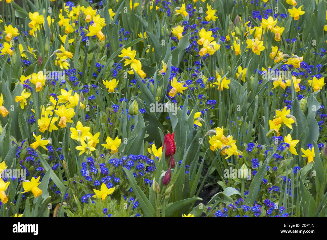 Daffodils and The Butchart Gardens, Victoria, BC, Canada Stock Photo Alamy