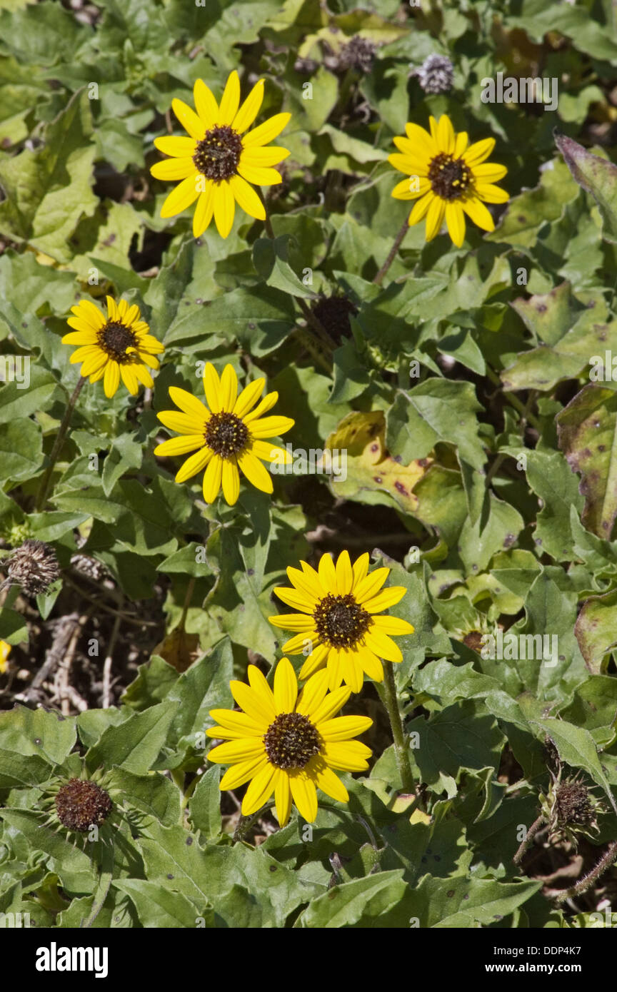 Beach Sunflower (Helianthus Debilis). Coquina Bay Walk, Bradenton, FL ...