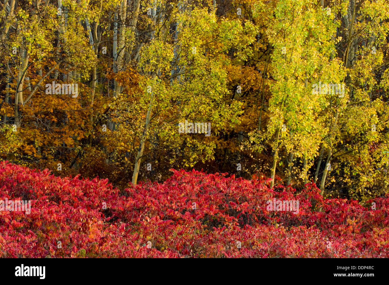 Autumn foliage on aspen trees and staghorn sumac shrubs Stock Photo