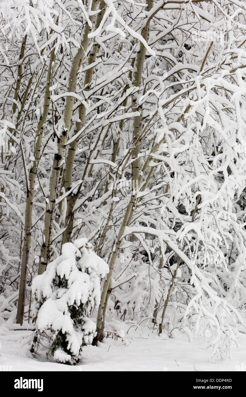 Fresh, heavy, wet snow on roadside trees Stock Photo Alamy